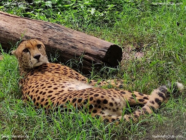 ������������ 2021. ������� ���������, ���� 41