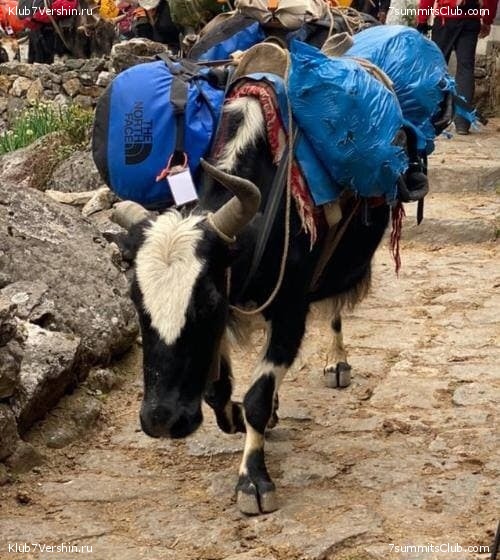 ���� � ������� ������ ��������. ������ ����� 7 ������, ��� 2021 ����, ���� 93