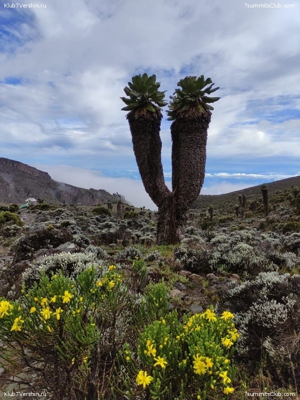 ������������ 2021. ������� ���������, ���� 123