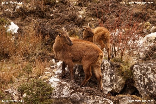 ���������� "������� - ������ 21",  ��������������  ������ ������, ���� 14