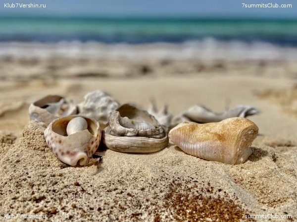 ������������ 2021. ������� ���������, ���� 87