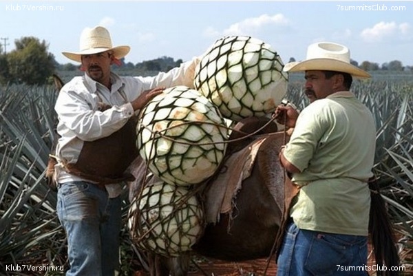 ������������ ������� �������� ����, ���� 22