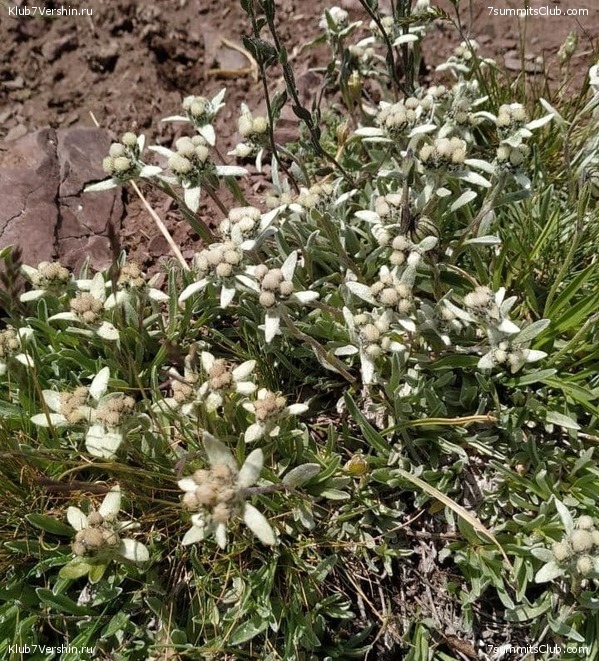 ��� ������ 2021. ������, ���� 116