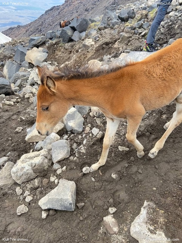 ������ 2021. ������. ������ Ը���� ��������, ���� 132