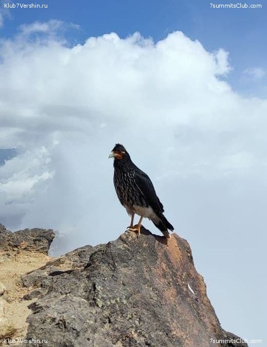 ������� ��������. 2021 ���, ���� 171