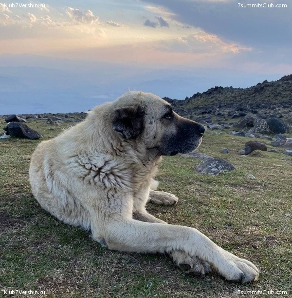 ������  2021. ������ �������� ������� - ��������, ���� 104