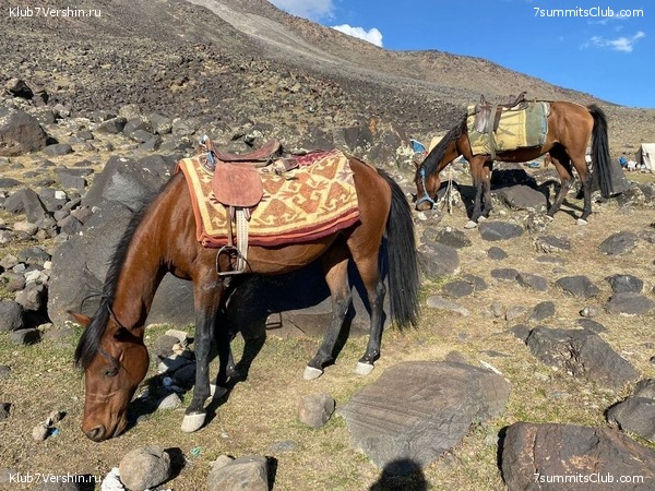 ������  2021. ������ �������� ������� - ��������, ���� 96