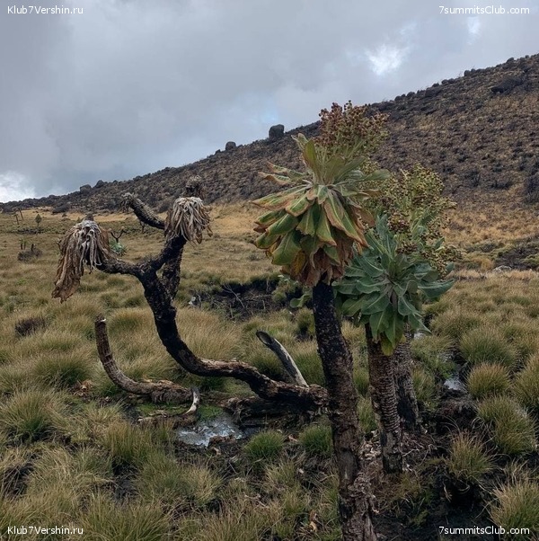 ������������. ������ 2021. ��������� ���������, ���� 41