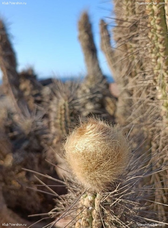 ���� ���� ������. ������� 2021 ����. ������ ������, ���� 50