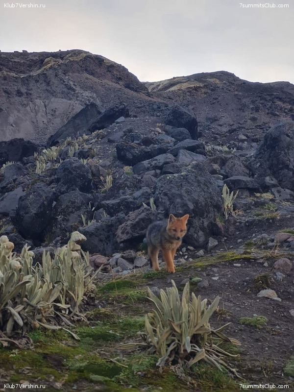 ������� ��������. ������� 2021 ����, ���� 50