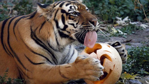 ������. 2021 ���, ���� 8