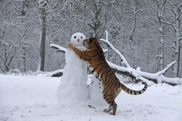 ������. 2021 ���, ���� 31