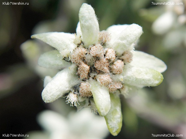 �����, ���� 47