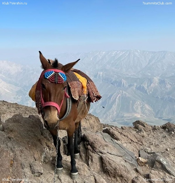 ��������. ���� 2022 ����. ������� ��������, ���� 83