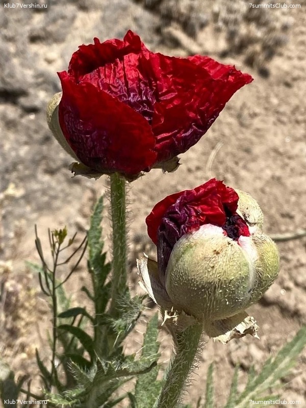 ��������. ���� 2022 ����. ������� ��������, ���� 127