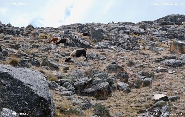 �������. ������� �� ����� ����������, ���� 11