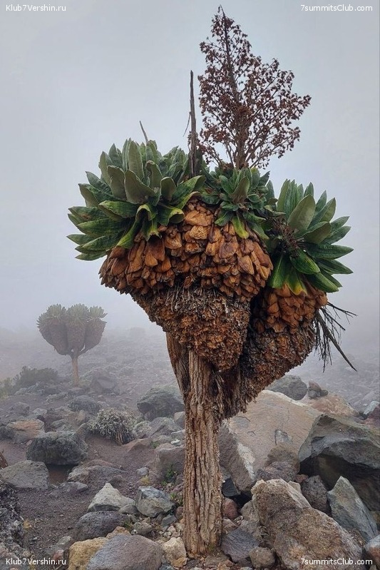 ������������ 2023. ������ �. �������, ���� 155