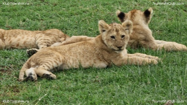 ������������ 2023 �� �������, ���� 11