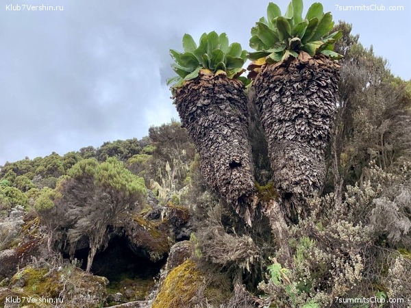 ������������. ���� 2023 ����. 3-� ������ �. ����������, ���� 77