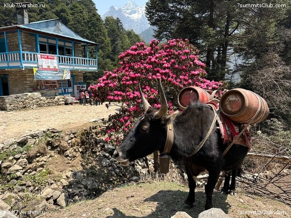 ������� 2023. ���������� ����� 8000. ������ �������. ������, ���� 46