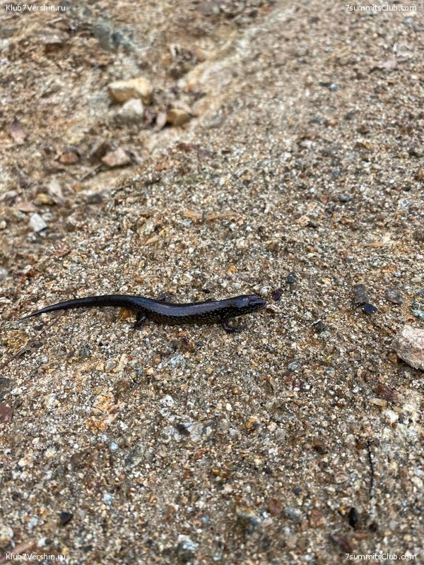 ����� ������. ���� �� ������ �������-������, ���� 36