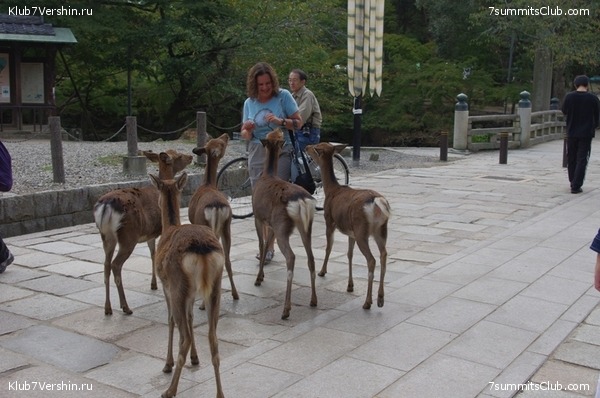 ����-���� �� ���������� ������� ������ ������,������������ �����,����������� ���� �������������� �����.� ����� ���� ����� ����� 1000 ������ ������.