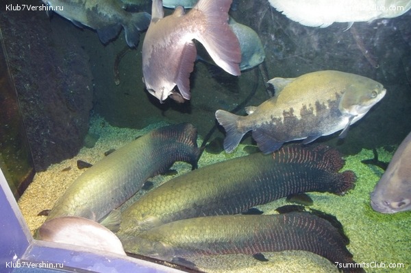 ������ �������-������ 2010, ���� 51