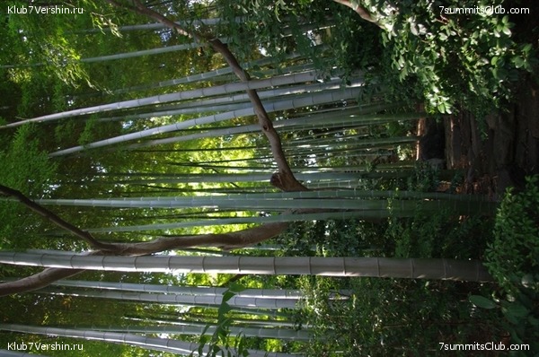 ������ �������-������ 2010, ���� 77