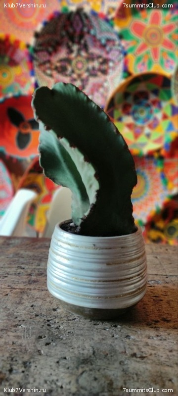 �������. 2023. ���. ��������� ���������, ���� 124