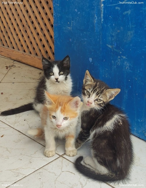 �������. 2023. ���. ��������� ���������, ���� 64