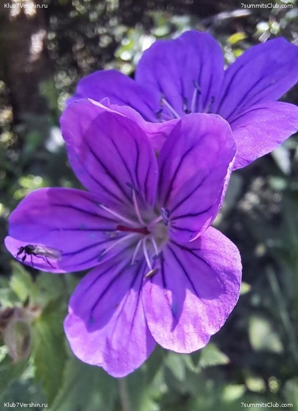 ������� 2023, ����, 01-15.07, ���� 133