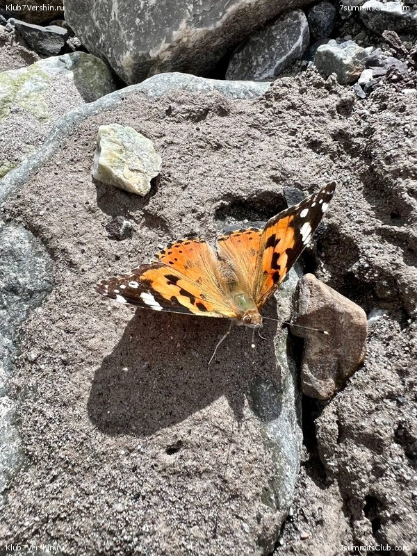 ��� ������ 2023, ����, ���� 203