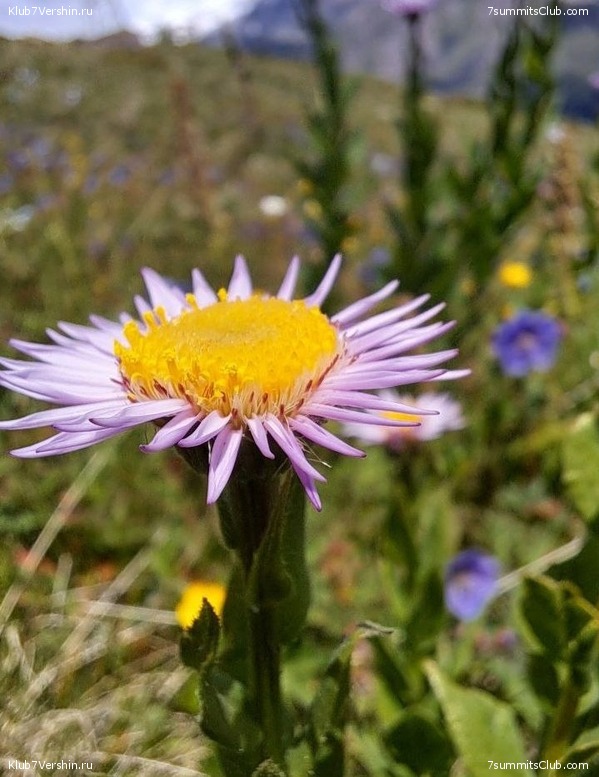 ������� 2023. 15-31 ����, ���� 56