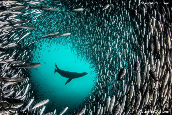 ����������, ����� ���� ��� ������� ��������, ���� 7