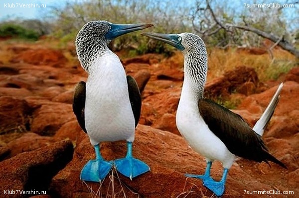 ����������, ����� ���� ��� ������� ��������, ���� 8