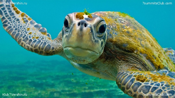 ����������, ����� ���� ��� ������� ��������, ���� 1