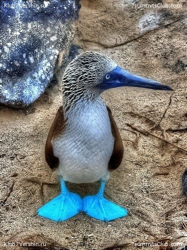 ����������, ����� ���� ��� ������� ��������, ���� 16