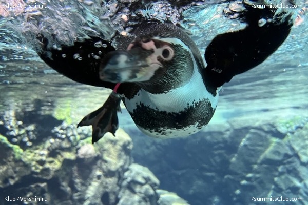 ����������, ����� ���� ��� ������� ��������, ���� 10