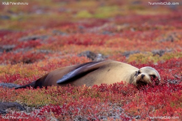 ����������, ����� ���� ��� ������� ��������, ���� 11