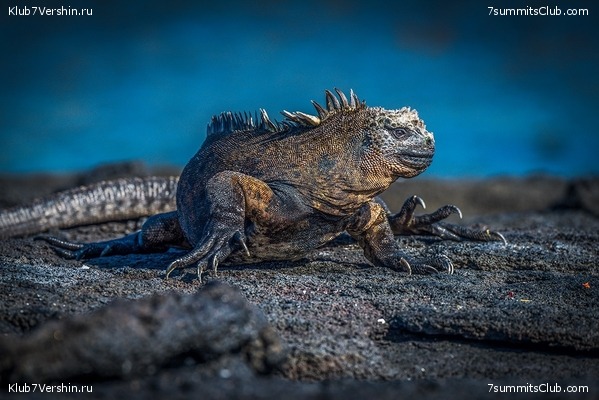 ����������, ����� ���� ��� ������� ��������, ���� 12