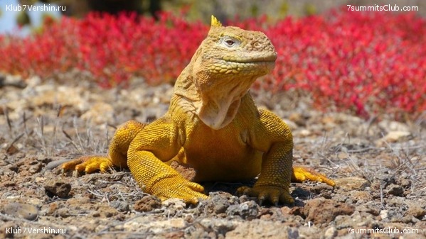 ����������, ����� ���� ��� ������� ��������, ���� 2