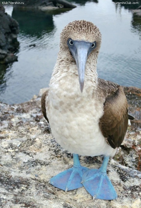 ����������, ����� ���� ��� ������� ��������, ���� 17