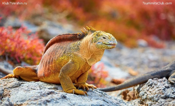 ����������, ����� ���� ��� ������� ��������, ���� 5