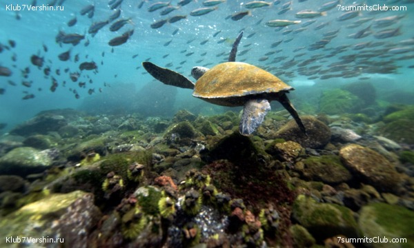 ����������, ����� ���� ��� ������� ��������, ���� 4