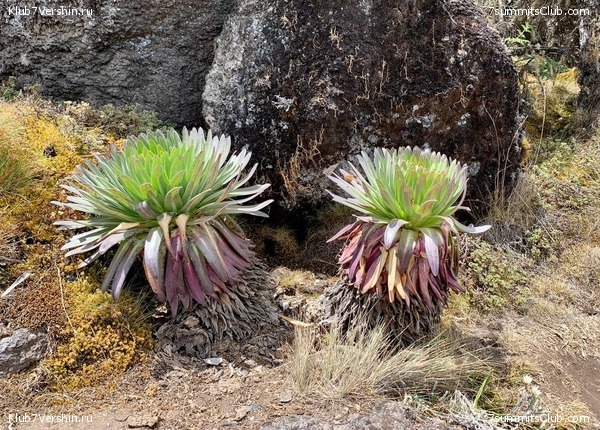 ������������ 2023.  ������ - ��������. ����� ���������, ���� 135