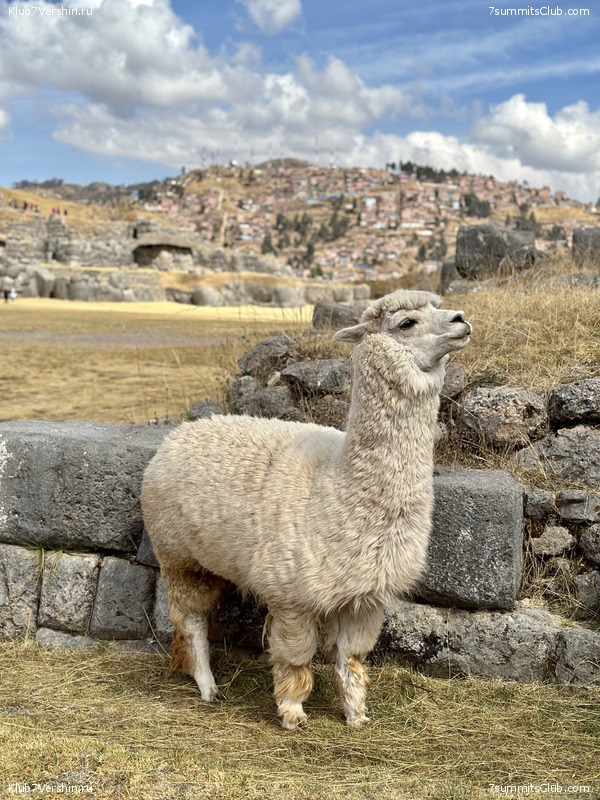 ���� ���� ���� 2023, ���� 62