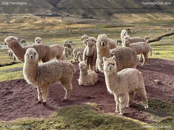 ���� ���� ���� 2023, ���� 41