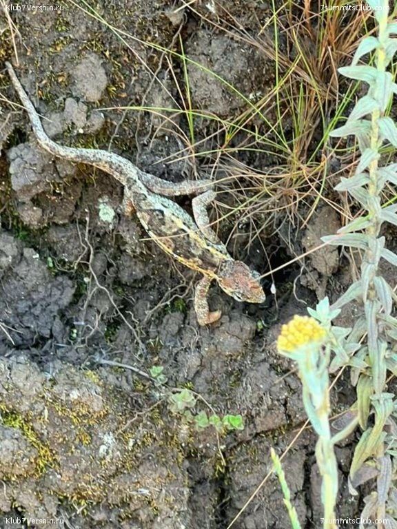 ������������. ������� - ������ 2023. ������� �������, ���� 42