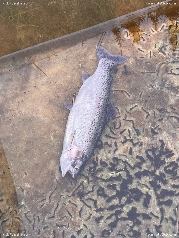 ������ 2023. ������. ������ ������, ���� 99