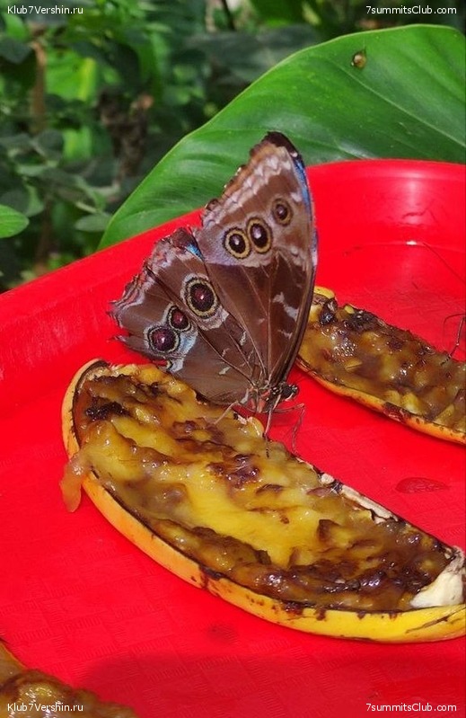 �������. ������ 2023 ���� ������ - ���������, ���� 131